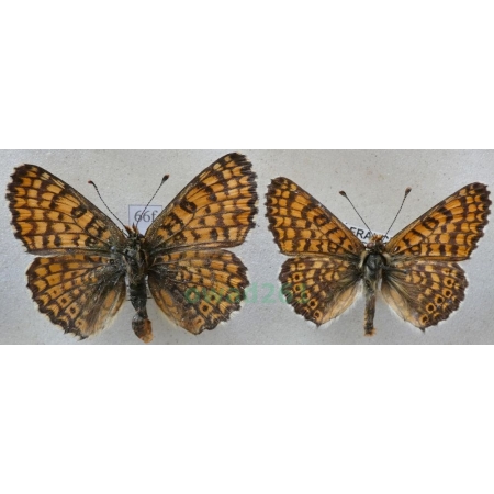 Melitaea cinxia (Linnaeus, 1758) pair Przeplatka cinksia France66f